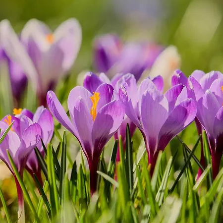 Szklarska Krokus شقة شكلارسكا بوريبا