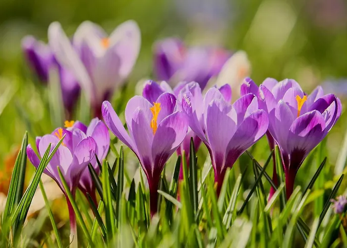 Szklarska Krokus Apartment Szklarska Poreba